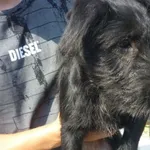 Znaleziono psa, Radom, 26 lipca 2015