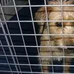Znaleziono psa, Radom, 3 czerwca 2014