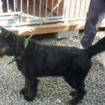Znaleziono psa, Radom, 14 lipca 2014