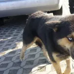 Znaleziono psa, Radom, 13 kwietnia 2013