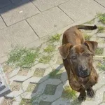 Znaleziono psa, Radom, 10 czerwca 2014