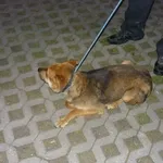 Znaleziono psa, Radom, 16 czerwca 2014