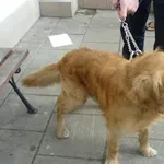 Znaleziono psa, Radom, 16 kwietnia 2015