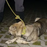 Znaleziono psa, Radom, 2 października 2014