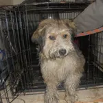 Znaleziono psa, Radom, 13 lutego 2019