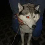 Znaleziono psa, Radom, 13 listopada 2014