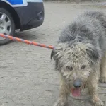 Znaleziono psa, Radom, 9 lutego 2017