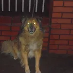 Znaleziono psa, Radom, 2 grudnia 2016
