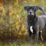 Pies do adopcji, Racławice, 20 kwietnia 2023