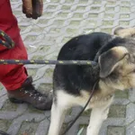 Znaleziono psa, Radom, 6 grudnia 2013