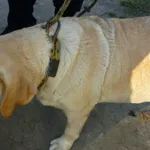 Znaleziono psa, Radom, 4 października 2014