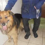 Znaleziono psa, Radom, 31 stycznia 2017