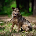 Pies do adopcji, Olsztyn, 3 kwietnia 2023