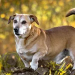 Pies do adopcji, Racławice, 21 kwietnia 2023