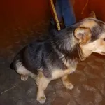 Znaleziono psa, Radom, 11 kwietnia 2013