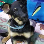 Pies do adopcji, Jelenia Góra, 16 kwietnia 2023