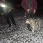 Znaleziono psa, Radom, 6 grudnia 2016