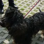 Znaleziono psa, Radom, 5 sierpnia 2014