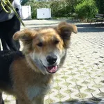 Znaleziono psa, Radom, 24 września 2014