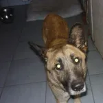 Znaleziono psa, Radom, 6 czerwca 2014