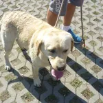 Znaleziono psa, Radom, 4 sierpnia 2015