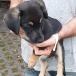 Znaleziono psa, Radom, 19 czerwca 2019