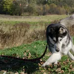 Pies do adopcji, Sosnowiec, 5 listopada 2019