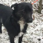 Znaleziono psa, Radom, 22 stycznia 2019