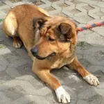 Znaleziono psa, Radom, 27 kwietnia 2019
