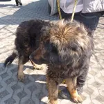 Znaleziono psa, Radom, 15 kwietnia 2013