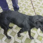 Znaleziono psa, Radom, 14 czerwca 2014