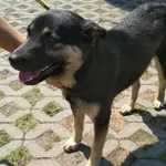 Znaleziono psa, Radom, 6 sierpnia 2020