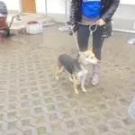 Znaleziono psa, Radom, 11 grudnia 2016