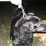 Znaleziono psa, Radom, 28 listopada 2013