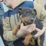 Znaleziono psa, Radom, 26 lutego 2017