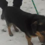 Znaleziono psa, Radom, 16 grudnia 2018