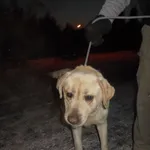 Znaleziono psa, Radom, 27 stycznia 2017