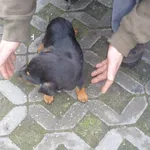 Znaleziono psa, Radom, 1 grudnia 2013