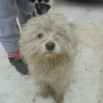 Znaleziono psa, Radom, 21 stycznia 2017