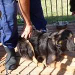 Znaleziono psa, Radom, 7 sierpnia 2013