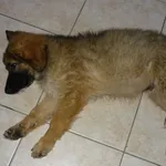 Znaleziono psa, Radom, 27 sierpnia 2013