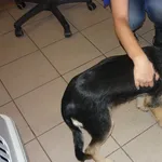 Znaleziono psa, Radom, 25 sierpnia 2014