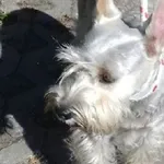Znaleziono psa, Radom, 29 czerwca 2019