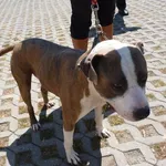 Znaleziono psa, Radom, 14 lipca 2013
