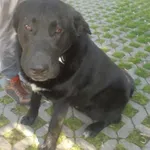 Znaleziono psa, Radom, 6 czerwca 2018