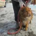 Znaleziono psa, Radom, 13 lutego 2018