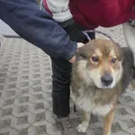 Znaleziono psa, Radom, 28 grudnia 2016
