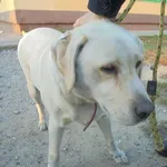 Znaleziono psa, Radom, 26 września 2016