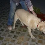 Znaleziono psa, Radom, 3 października 2015