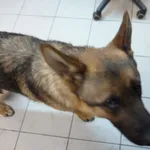 Znaleziono psa, Radom, 26 marca 2013